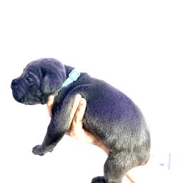Turquoise - Gray female Cane Corso puppy in Sullivan, Missouri from Midwest Cane Corso in Action