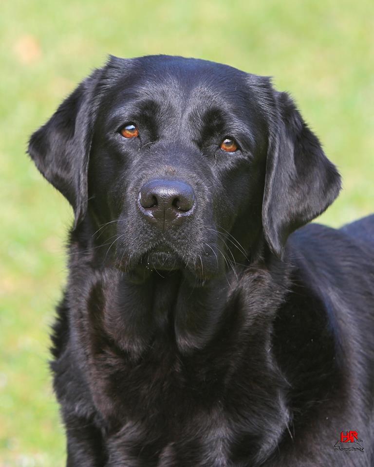 Balewater Labradors in North Carolina Labrador Retriever puppies