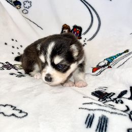 Pomsky Puppies from Sterling Pomskies