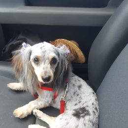 "Best Momma " Dachshund Puppies from North Florida Delightful Dachshunds