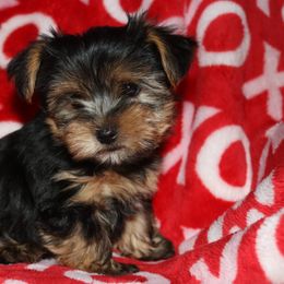 Yorkshire Terrier Puppies from Yorkie Love