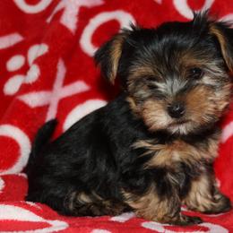 Yorkshire Terrier Puppies from Yorkie Love