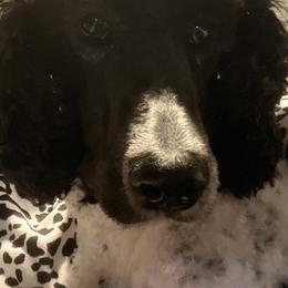 Poodles from DH Poodles