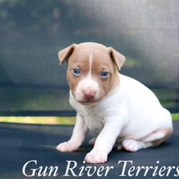 Fawn blue tan - White and blue fawn male Rat Terrier puppy in Allegan, Michigan from Gun River Terriers