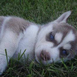 Chig - Siberian Husky