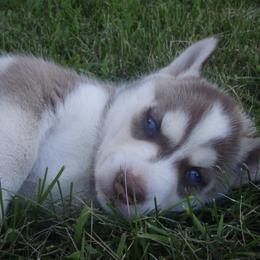 Chig - Siberian Husky
