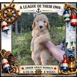 Sailor - Apricot female Goldendoodle puppy in North Conway, New Hampshire from Arbor Grace Doodles