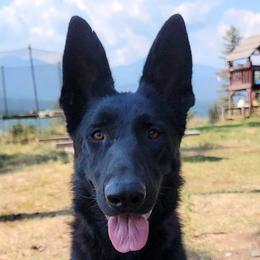 Zira - German Shepherd