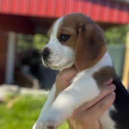 Felix - Black white and tan male Beagle puppy in Harrison, Arkansas from Leslie Beagles of Leslie Farm