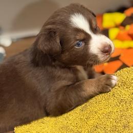 Rip - Red & white male Australian Shepherd puppy in Dunn, North Carolina from The Dogs of Working Aussies Homestead