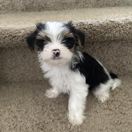 Morkie Puppies from Morkie