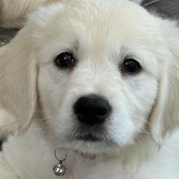 Silver Boy - Light golden male Golden Retriever puppy in Ephrata, Pennsylvania from Goldens Retreat