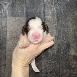 Argo - Liver white and tan male English Springer Spaniel puppy in Winchester, Kentucky from Hidden Springs Farm
