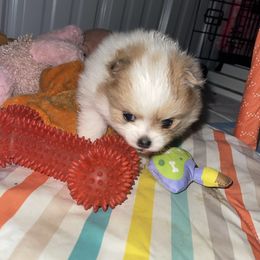 Griswold - Chocolate parti male Pomeranian puppy in Liverpool, Pennsylvania from Destination Dalmatian