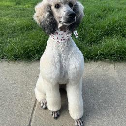 Poodle puppies from Arkansas River Poodles