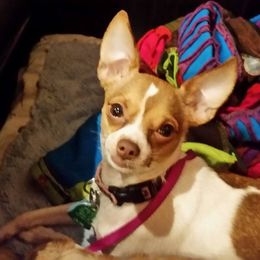 Chihuahuas from Tenderhearted Kennels