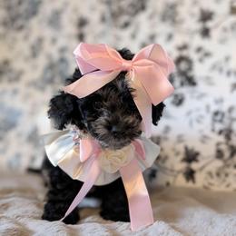 Marley - Black white and silver female Shihpoo puppy in Rockledge, Florida from Bellady's Shihpoos