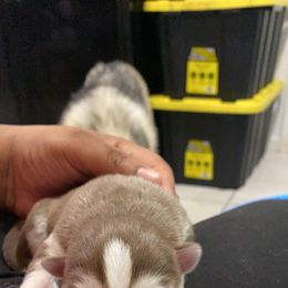Siberian Husky Puppies from Surge x Stormy’s Puppies
