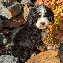 Twix - Tri-color female Bernedoodle puppy in Placerville, California from Quartz Mountain Doodles