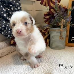 Phoenix - Red merle male Australian Shepherd puppy in Murrayville, Georgia from Mountain Ridge Aussies