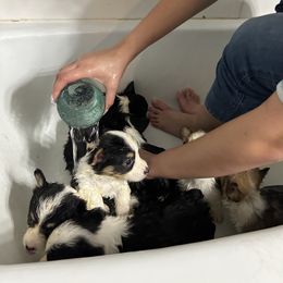 Pembroke Welsh Corgi Puppies from Alegandra’s Pembroke Welsh Corgis
