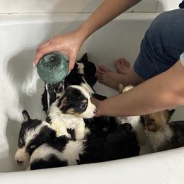 Pembroke Welsh Corgi Puppies from Alegandra’s Pembroke Welsh Corgis
