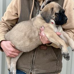 Mario - Fawn male Mastiff puppy in Wewoka, Oklahoma from P Diamond Mastiffs