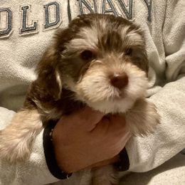 Rue (Purple) - Tri-color female Yorkipoo puppy in Martin, Tennessee from Danza Bolo