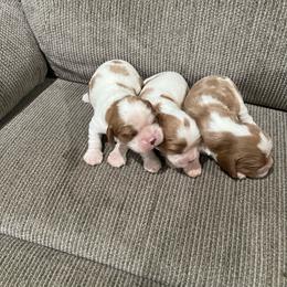 TBA - Blenheim male Cavalier King Charles Spaniel puppy in Pearl River, New York from Cooltomin Cavaliers