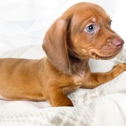 Thai tea - Red male Dachshund puppy in Sacramento, California from MiniDoxPups