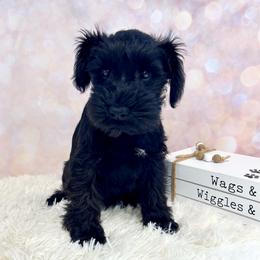 Green collar - Black male Miniature Schnauzer puppy in Springfield, Tennessee from My Lovable Schnauzers