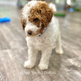 Goldendoodle and Poodle Puppies from Picture Perfect Doodles