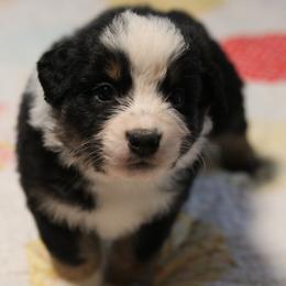 Firecracker - Black tri-color male Australian Shepherd puppy in Noxon, Montana from MITIN Aussies AKC Standard Australian Shepherds