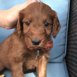 Chaco - Goldendoodle puppy in Utah from PollyWally Doodle