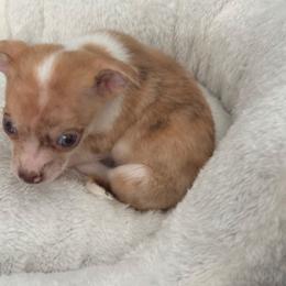 Runt Mrs Blue ivy charting 2-3 lb 6800 - Merle female Chihuahua puppy in Las Vegas, Nevada from Quality Poms Chihuahua Yorkies of Las vegas