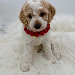 Daisy - Parti female Goldendoodle puppy in Lindon, Utah from Ruby’s Minidoodles LLC