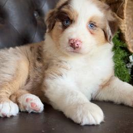 Turner-has tail-many videos - Red merle male Australian Shepherd puppy in Troy, South Carolina from Australian Shepherds of 3/W Farms