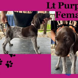AKC Female Light Purple Collar - Liver roan German Shorthaired Pointer puppy in Indiana from Jericho Hills GSP’s