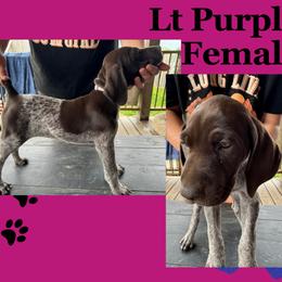 AKC Female Light Purple Collar - Liver roan German Shorthaired Pointer puppy in Indiana from Jericho Hills GSP’s