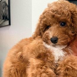 Shi - Red  male Goldendoodle puppy in Miami, Florida from Haus of Pawz