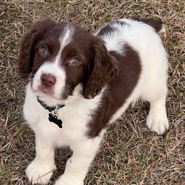 English Springer Spaniel Puppies from Spradley Springers