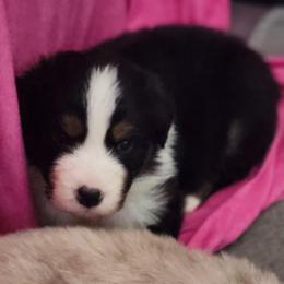 Levi - Black tri-color male Australian Shepherd puppy in Athens, Tennessee from Mimi's Aussie