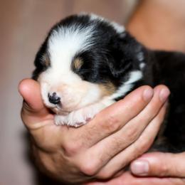 Wishbone - Black tri-color male Australian Shepherd puppy in Belton, Texas from Brilliant Beautiful Australian Shepherds