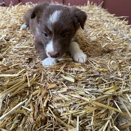 Border Collie Puppies from Athena’s Collies
