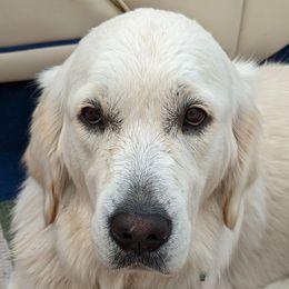 Magnolia - Golden Retriever