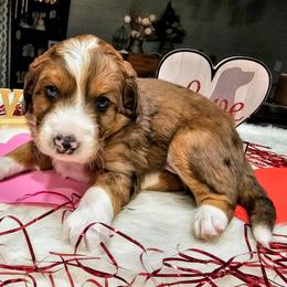 Denali - Merle male Bernedoodle puppy in Forest, Ohio from Mini Doodle Buddies