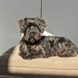 Shadow - Miniature Schnauzer