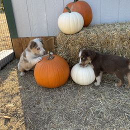 Miniature Australian Shepherd Puppies from Wild Outlaw Aussies