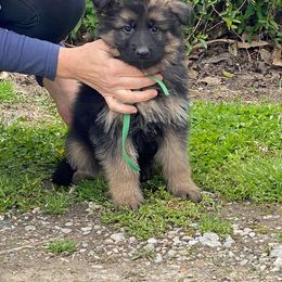 German Shepherd Puppies from von Fenja German Shepherd Dogs