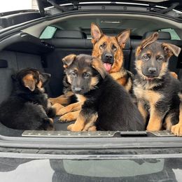 German Shepherd puppies from Vom Kalte Stadt